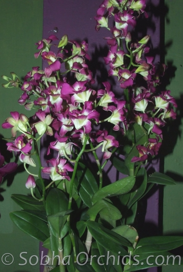 burana sunrise dendrobium